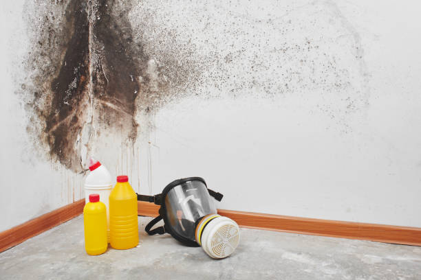 Best Mold Removal Near Me  in Jarrell, TX