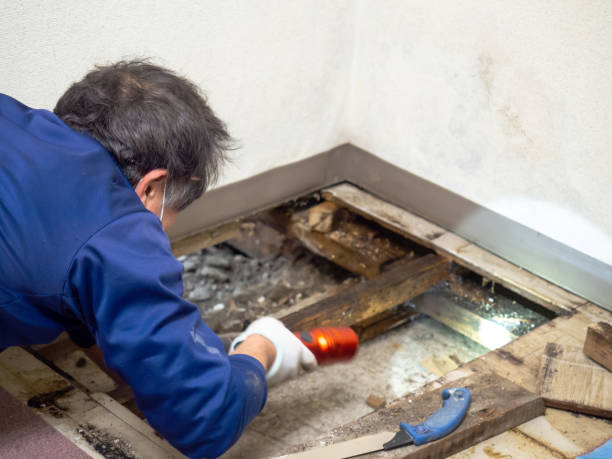 Professional Mold Removal in Jarrell, TX