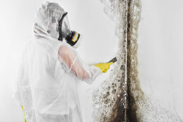 Best Professional Mold Removal  in Jarrell, TX