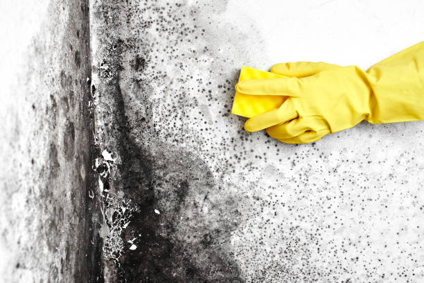 Best Mold Damage Repair  in Jarrell, TX