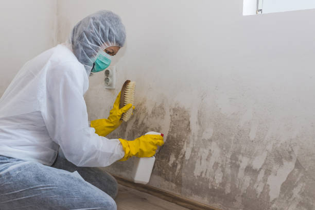 Best Residential Mold Removal  in Jarrell, TX