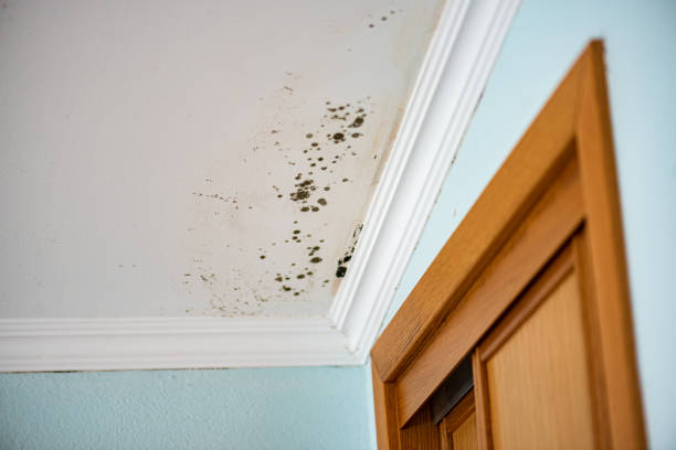 Best Residential Mold Removal  in Jarrell, TX