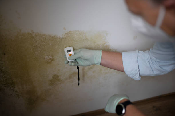 Professional Mold Removal in Jarrell, TX