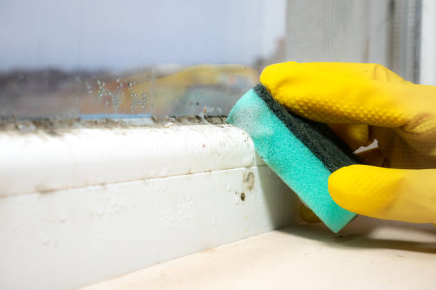 Best Crawl Space Mold Removal  in Jarrell, TX