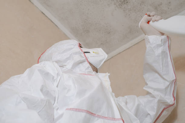 Attic Mold Removal in Jarrell, TX