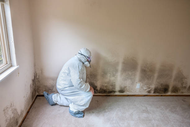 Best Mold Cleaning Services  in Jarrell, TX