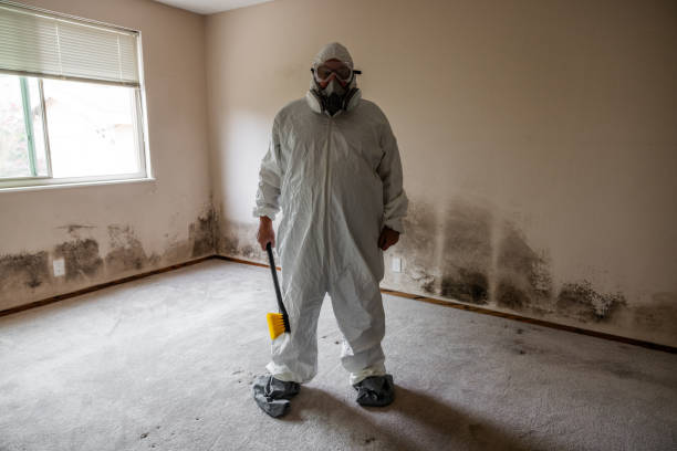 Best Same-Day Mold Removal  in Jarrell, TX