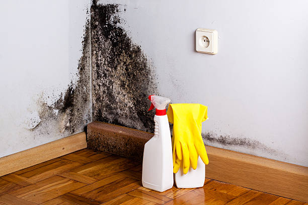 Best Certified Mold Removal  in Jarrell, TX