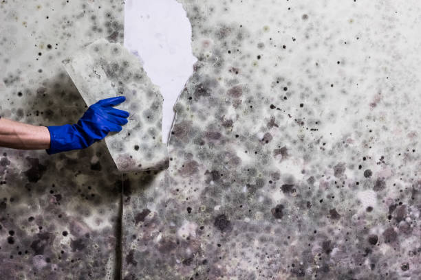 Best Affordable Mold Removal  in Jarrell, TX