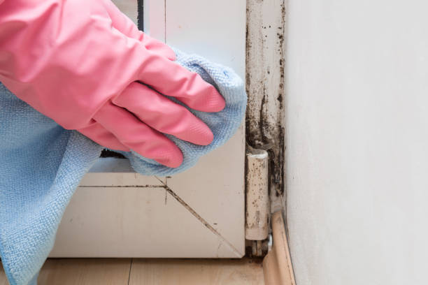 Best Mold Remediation  in Jarrell, TX