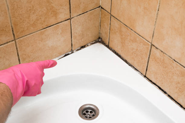 Best Office Mold Removal Services  in Jarrell, TX