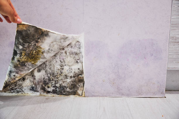 Best Affordable Mold Removal  in Jarrell, TX